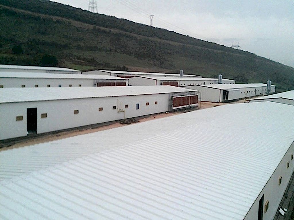 Tavuk Çiftliği Projemiz